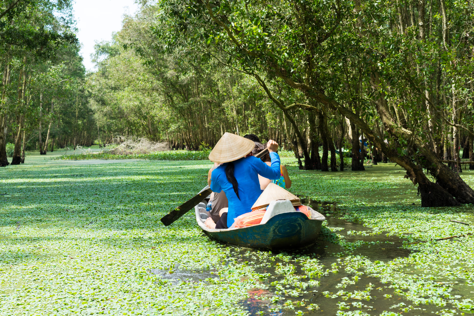 Esplore forest of Tra Su in An Giang Vietnam