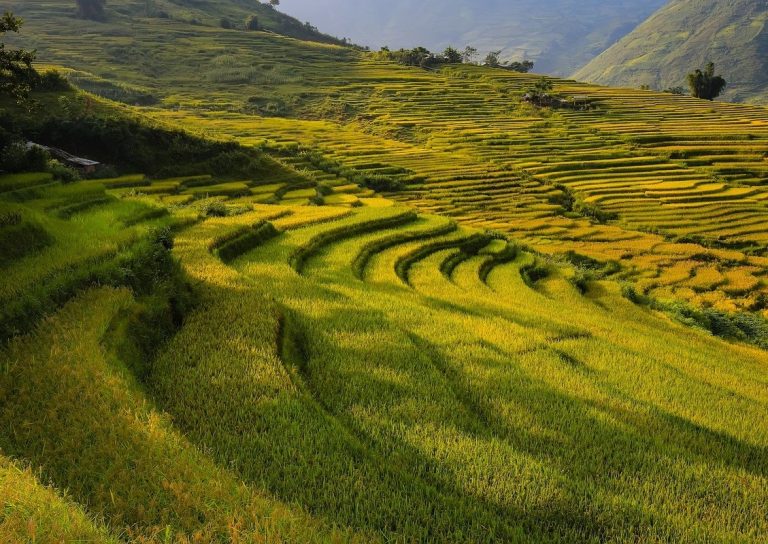 Gold-terraced-rice-fields-with-sunlight-in-Mu-Cang-Chai-Vietnam