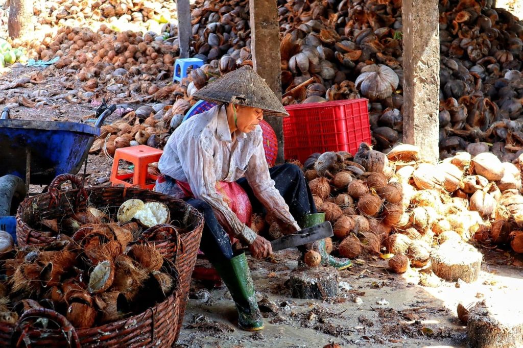 Lavoro cocco Ben Tre Vietnam