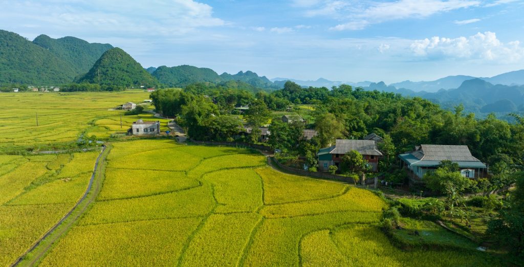 Mai Chau rice field Vietnam