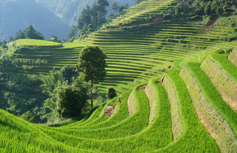 mu cang chai rice terraces vietnam