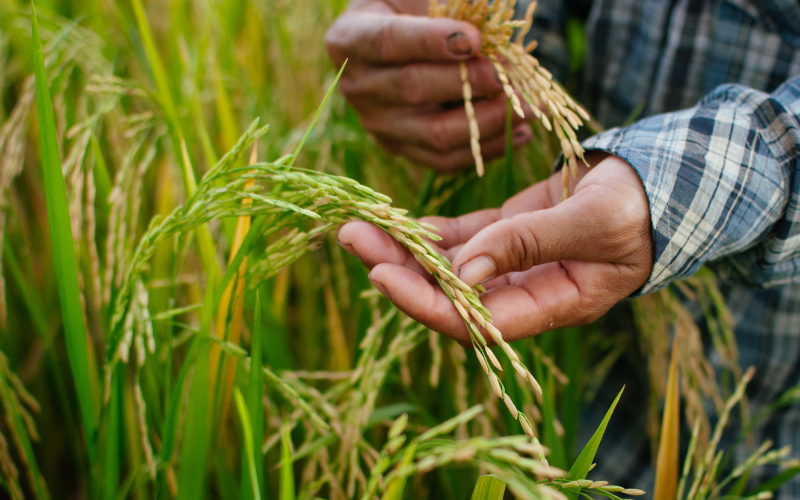 Le riz vietnamien, bien plus qu'un aliment