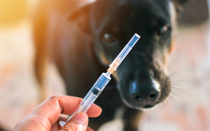 Vaccin contre la rage