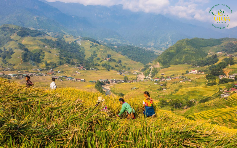 Vietnam Agosto - Terrazze di riso a Sapa ad Agosto