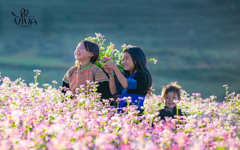 Vietnam temperature in November - Tam giac mach flowers
