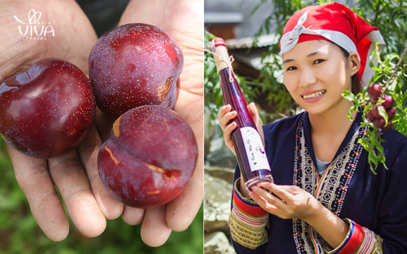 sapa vietnam - Plums and Plum Wine - Sapa's Sweet Harvest