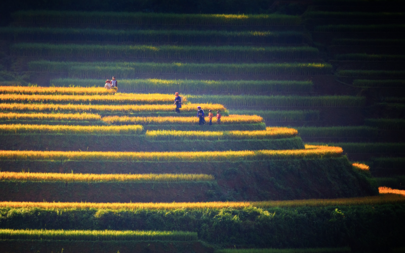 rizières en terrasses à Mu Cang Chai