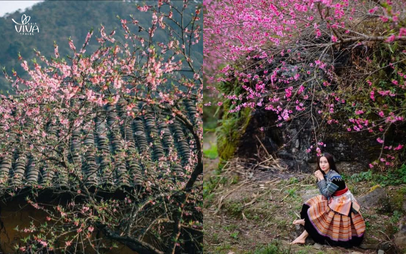 Fiori di pesco e prugna_ la primavera fiorita di Ha Giang
