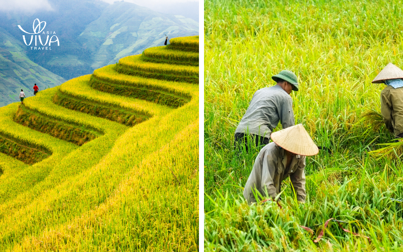 Vietnam a ottobre - Magia dell'Autunno nelle Zone Montuose del Nord