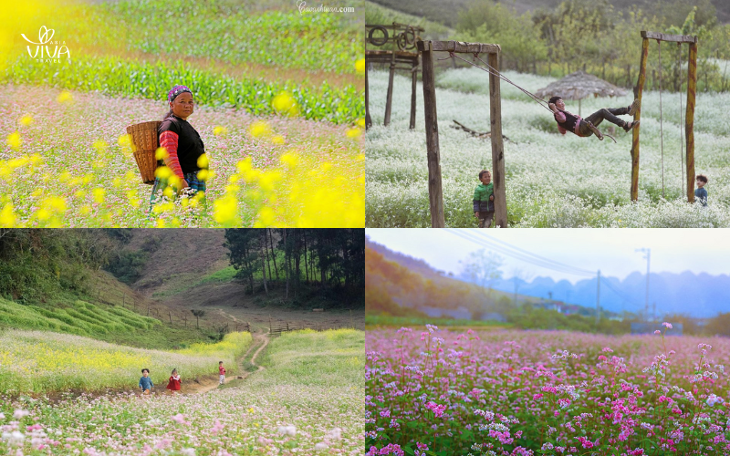 I fiori di grano saraceno_ magia d’autunno nel nord del Vietnam