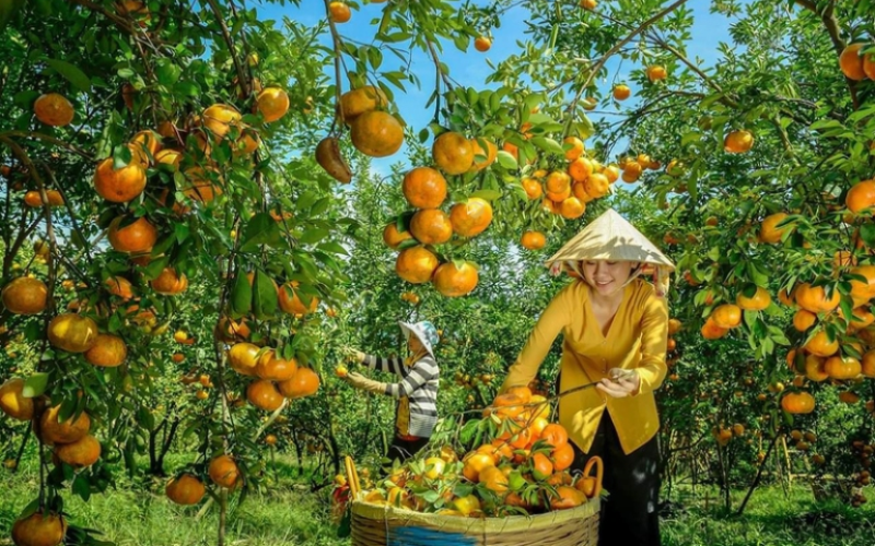  jardins fruitiers du district de Cho Lach à Ben Tre province.