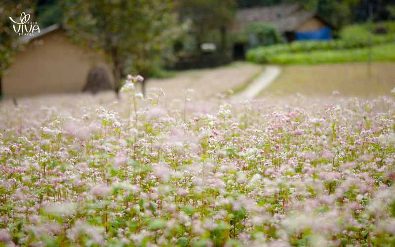 Il Festival dei fiori di grano saraceno)