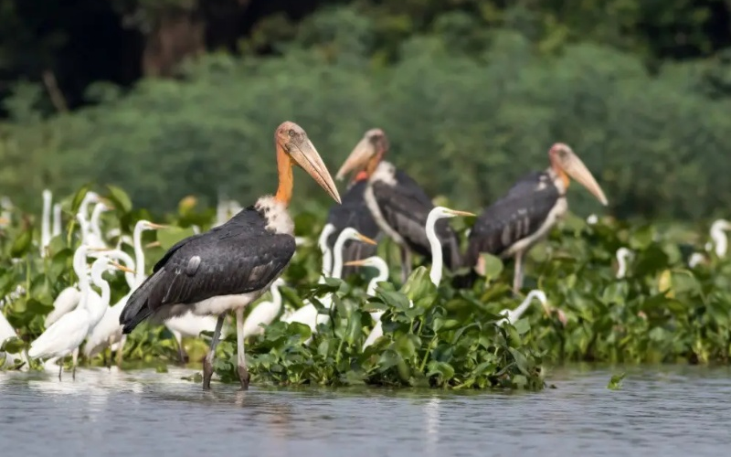 Réserve ornithologique de Prek Toal 