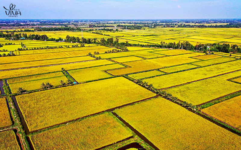 Risaie nel delta del Mekong