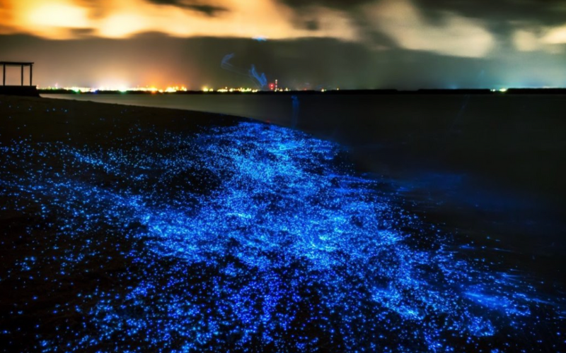 plancton-bioluminescent-a-koh-rong