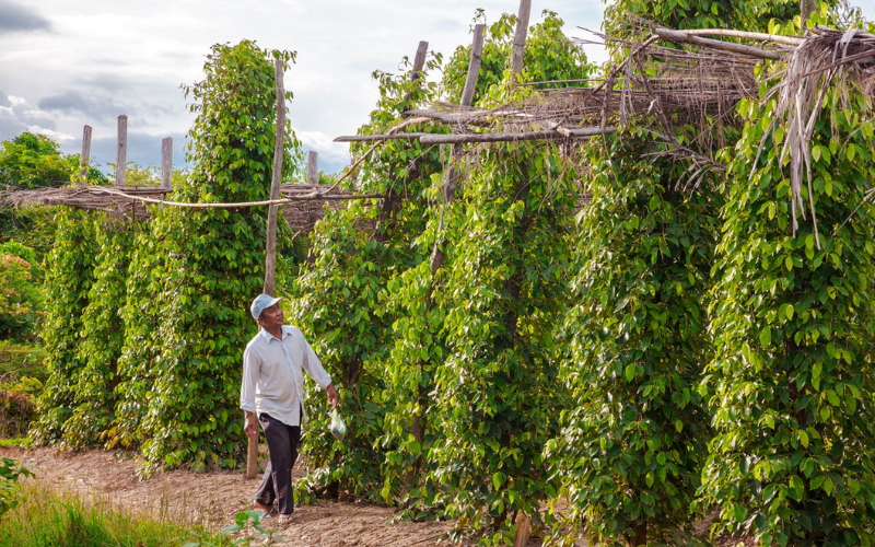  plantations de poivre à Kep Cambodge 
