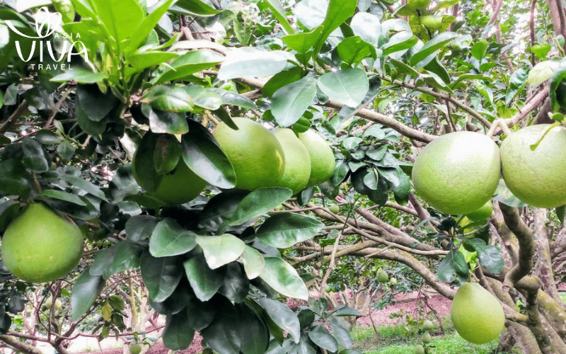 Il pomelo