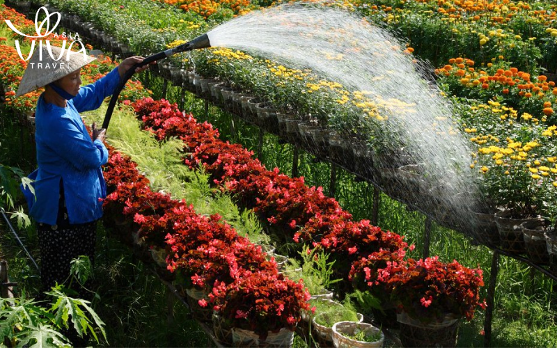 Villaggio dei fiori di Sa Dec
