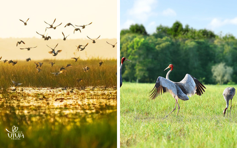 La bellezza naturale del Parco Nazionale di Tràm Chim