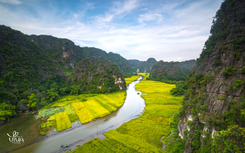 Risaie dorate a Tam Coc in autunno