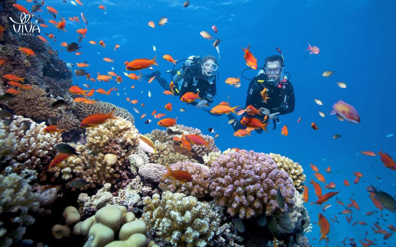 Scopri le meraviglie sottomarine di Con Dao con un’avventura di snorkeling