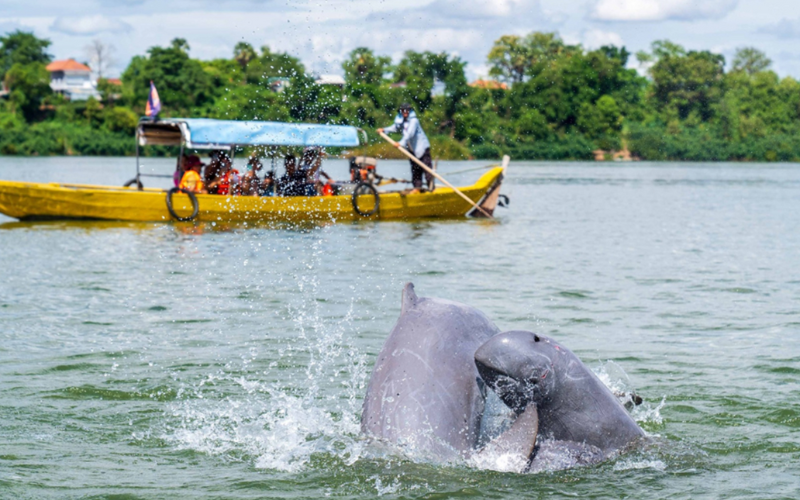 dauphins-d-eau-douce-du-mekong-kratie