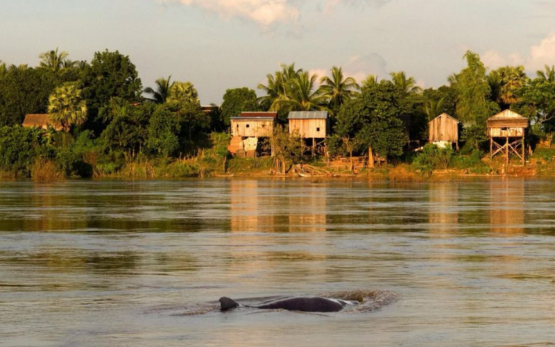 dauphins-de-l-Irrawaddy-a-Kratie