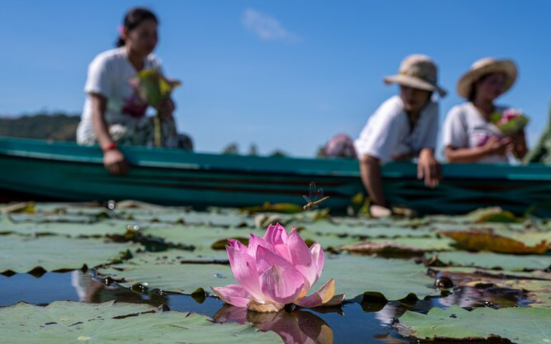lotus-silk-farm