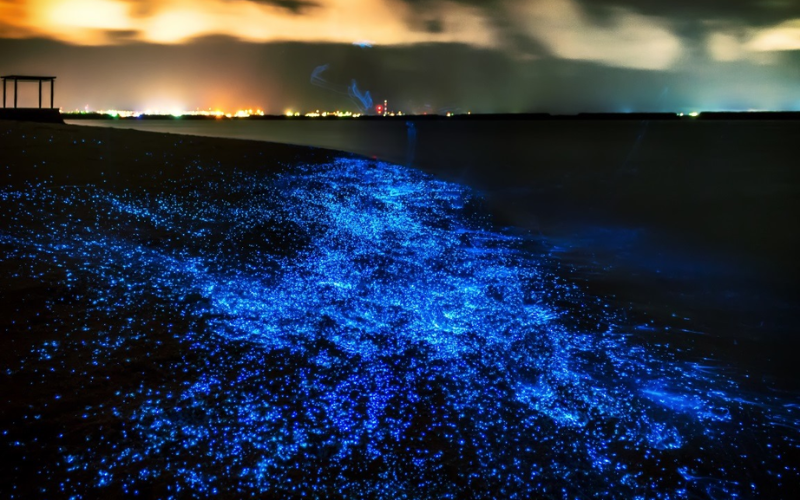 plancton bioluminescent a koh rong samloem