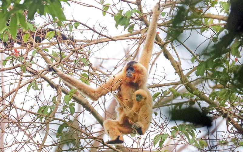 sanctuaire-de-faune-de-keo-seima