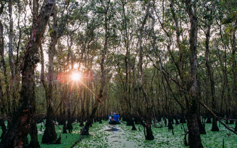 Glide through serene mangrove forests on a sampan ride, where the beauty of nature envelops you in its tranquility