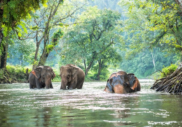 How Do I Get to the Cardamom National Park, Cambodia
