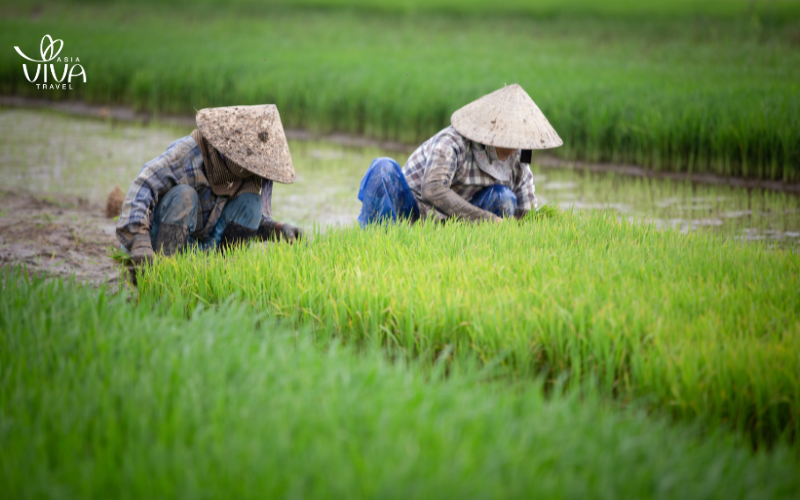 I campi di riso vicino a Hoi An