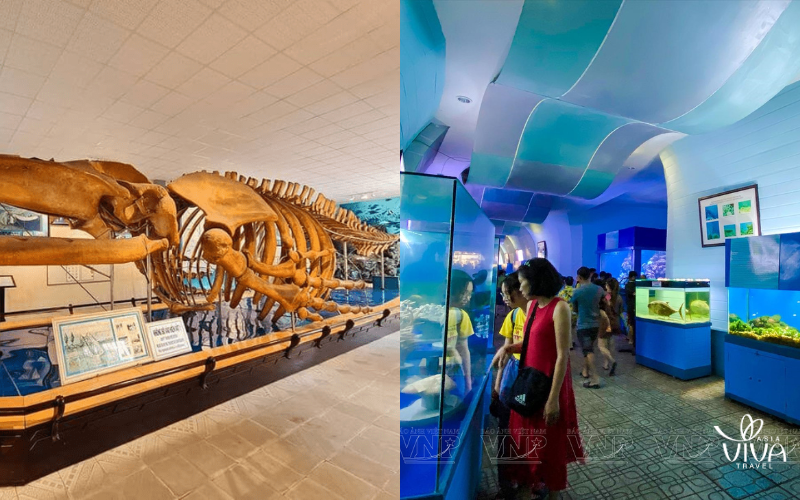 Specie marine esposte al Museo Oceanografico di Nha Trang