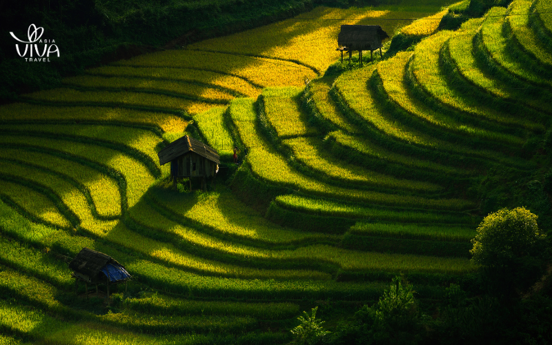 Terrazze di riso a Mu Cang Chai
