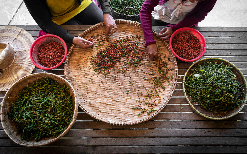Tourists exploring La Plantation to learn about the meticulous cultivation of Kampot pepper, a world-renowned specialty