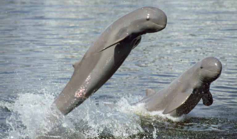 Watch the Irrawaddy Dolphins