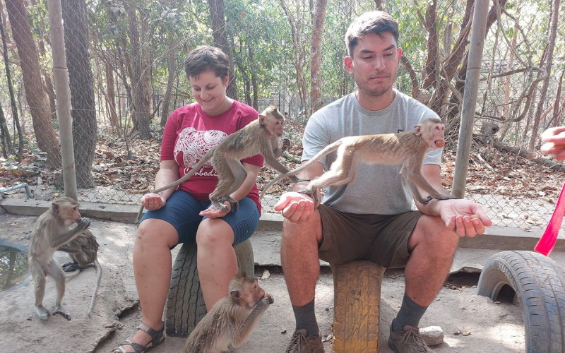 Les touristes peuvent interagir avec des singes