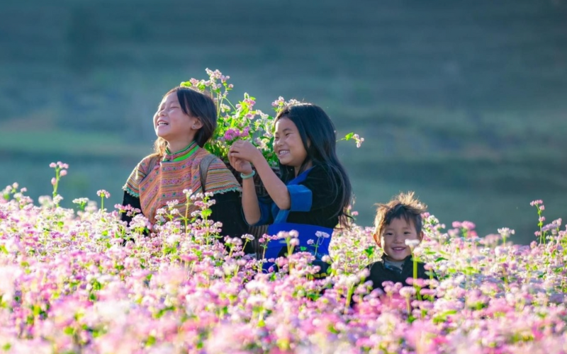 La saison des fleurs de sarrasin fleurit à Ha Giang