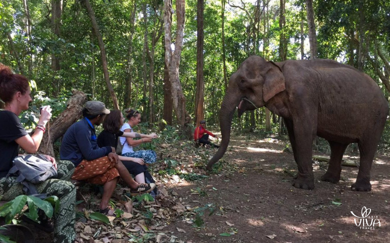 Experience Cambodia's elephants in their natural habitat