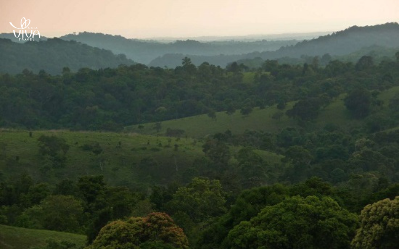 The lush, untouched forests of Mondulkiri – nature at its finest