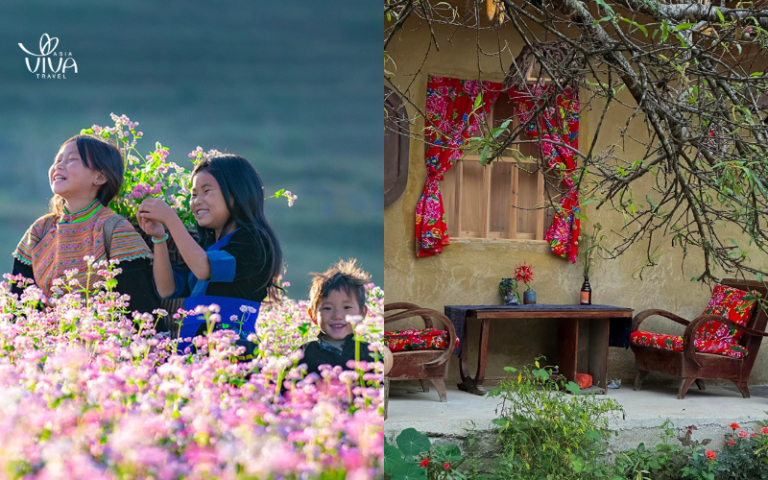 Ha Giang – Campi di fiori di grano saraceno in fiore, montagne maestose
