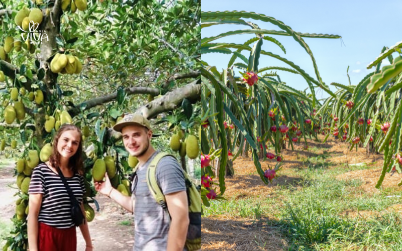Giardini di frutta tropicale