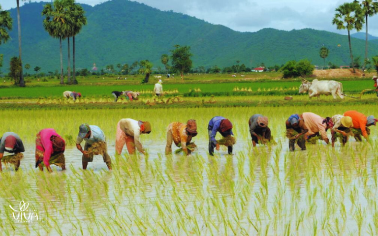 Aprile in Cambogia_ la terra si risveglia con le prime piogge