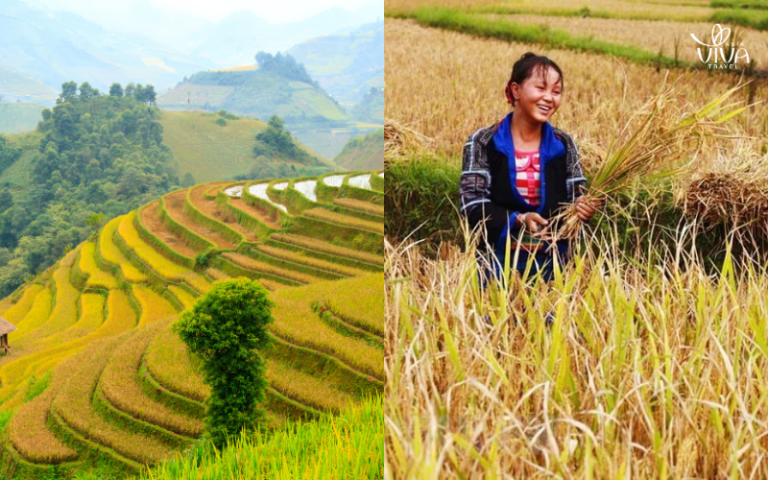 Passeggiando tra le risaie terrazzate del Vietnam