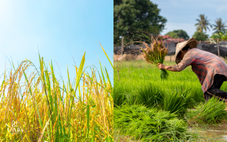 Risaie di Cambogia_ il verde brillante sotto il sole di ottobre