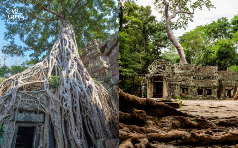 Ta Prohm_ la giungla e la storia si incontrano