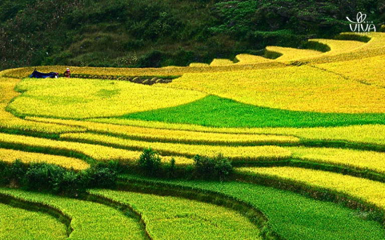 Risaie dorate della valle di Bac Son in autunno