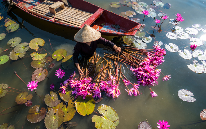 De mai à juillet, c'est la période de pleine floraison des lotus dans tous les lagons de Ninh Binh