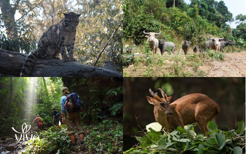 A living mosaic – Wildlife thrives in every layer of the forest
